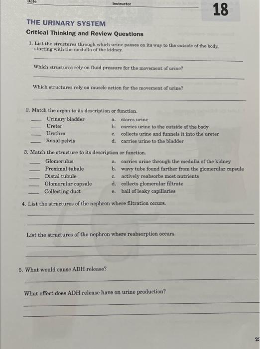 critical thinking questions urinary system