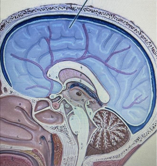 Solved Identify the highlighted structure. JU LT-C14, Hall | Chegg.com