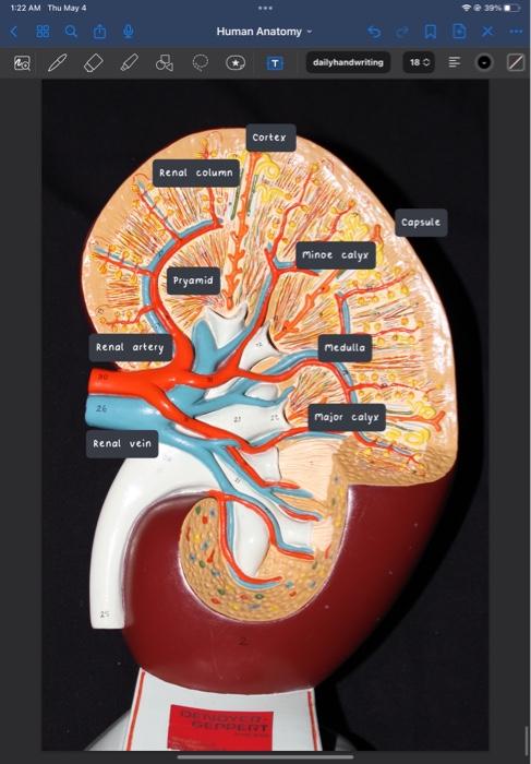 I labeled some things on the images but was wondering | Chegg.com