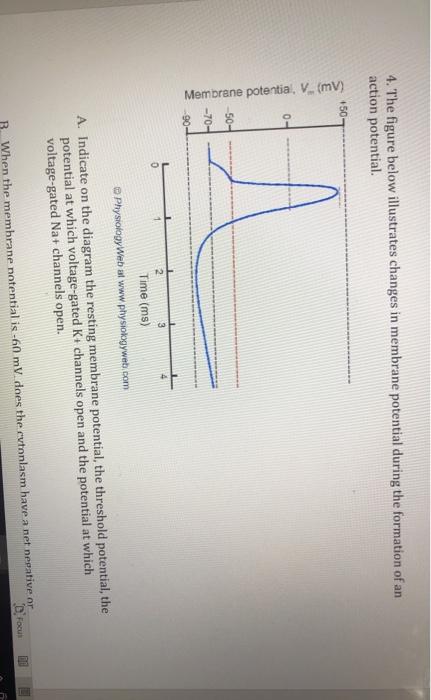 Solved 4. The figure below illustrates changes in membrane | Chegg.com