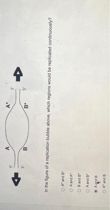 Solved In the figure of a replication bubble above, which | Chegg.com