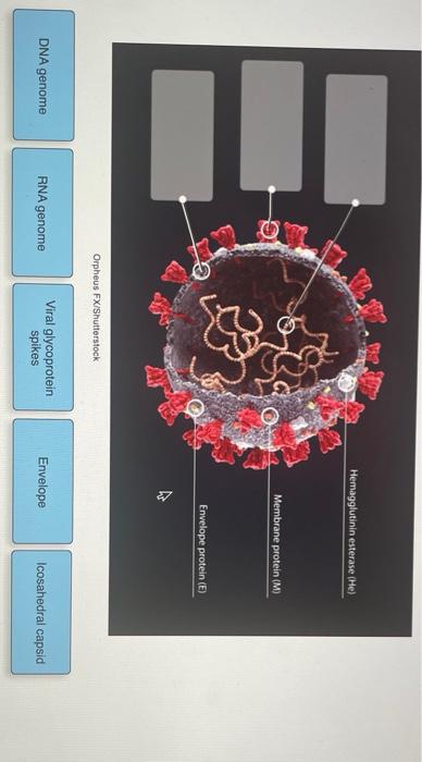 Solved using what you know about viral structure, label this | Chegg.com