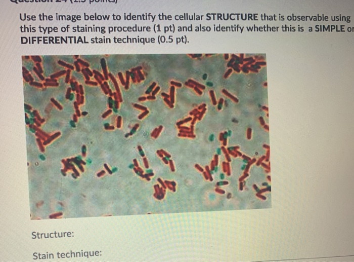 Solved Use the image below to identify the cellular | Chegg.com