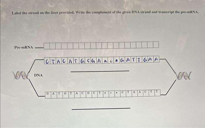 Solved how do i know which is the coding strand and which is | Chegg.com