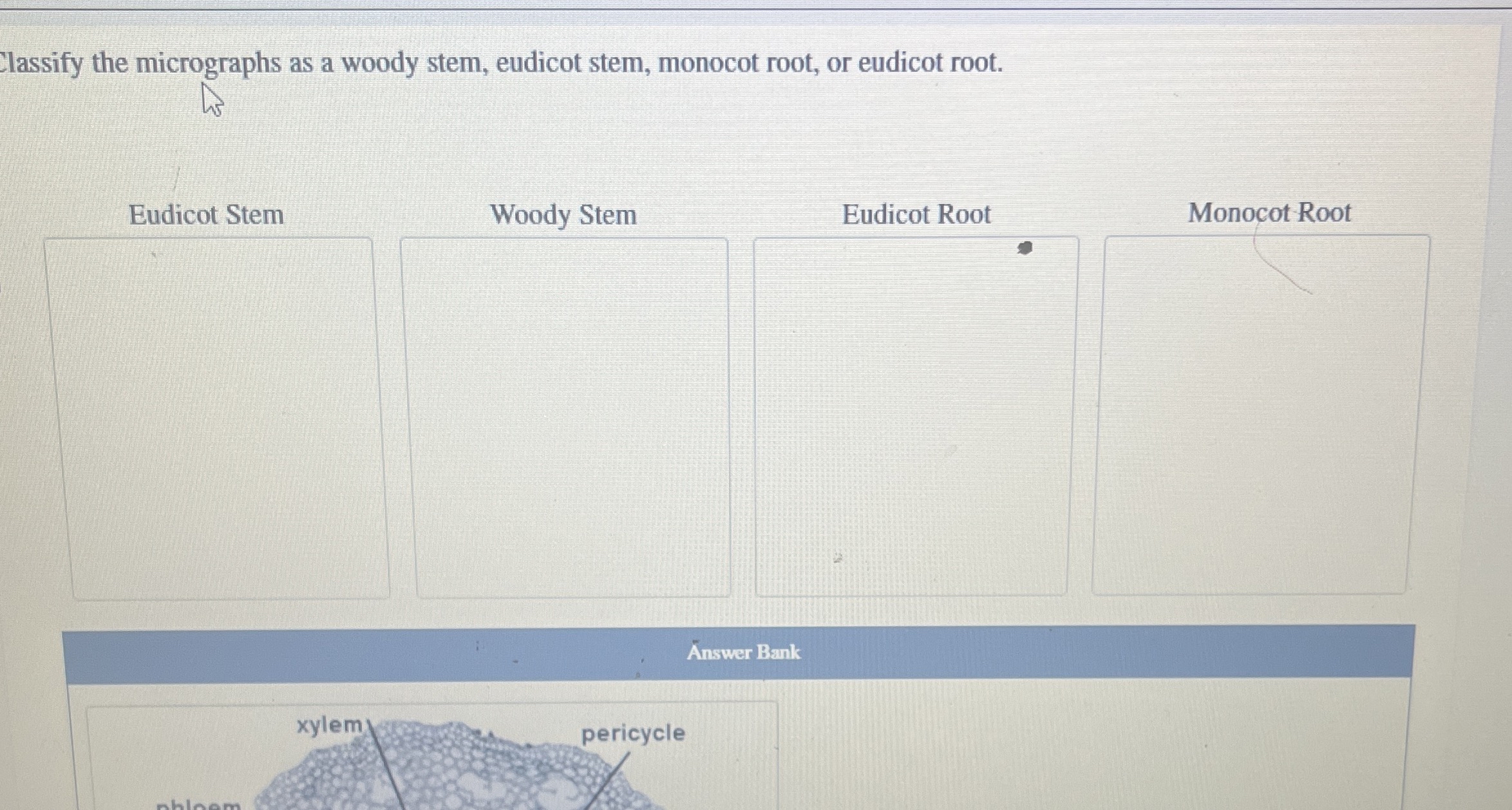 Classify the micrographs as a woody stem, eudicot | Chegg.com