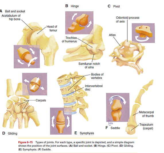 Solved Which of these types of joints is most movable? Which is l