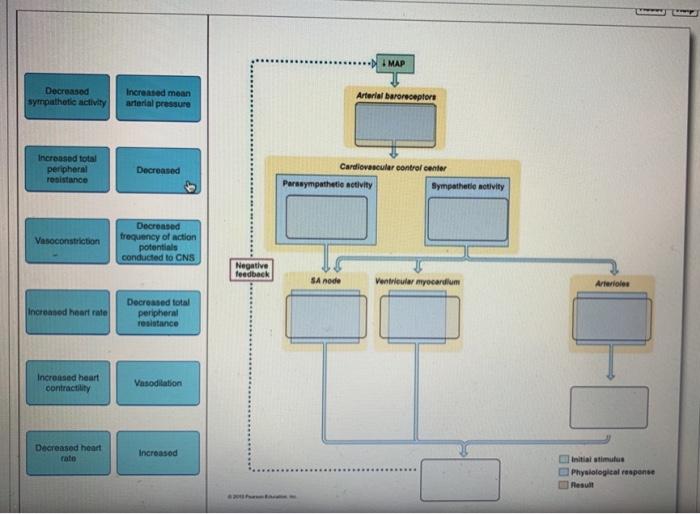 solved-map-decreased-sympathetic-activity-increased-mean-chegg