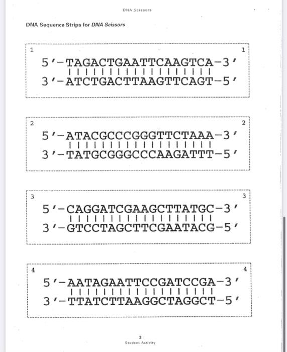 DNA SCIDOS DNA Scissors Introduction to Restriction