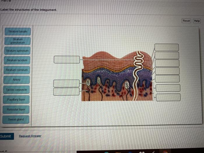 Solved 12 Label The Structures Of The Integument. Reset Help 