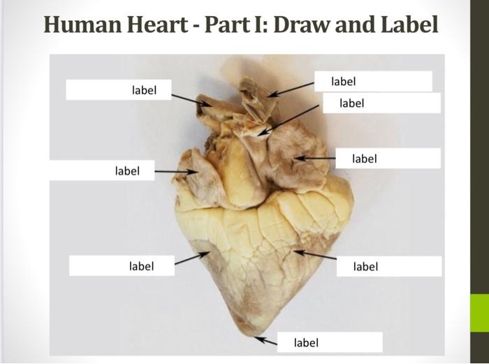 human heart drawing with labels
