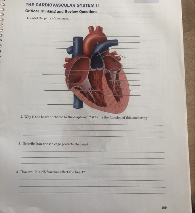 Solved THE CARDIOVASCULAR SYSTEM II Critical Thinking and | Chegg.com