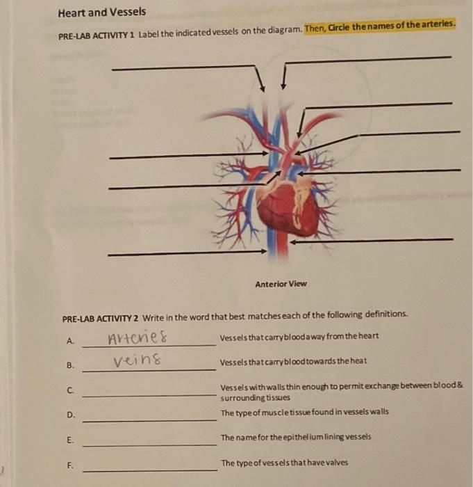 Solved Heart and Vessels PRE-LAB ACTIVITY 1 Label the | Chegg.com