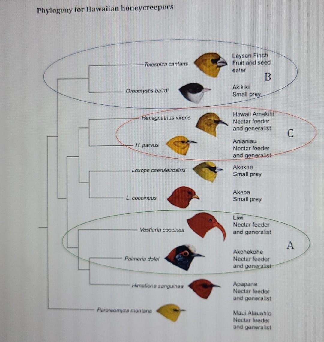 5. Use The Phylogeny Of Hawaiian Honeycreepers To | Chegg.com