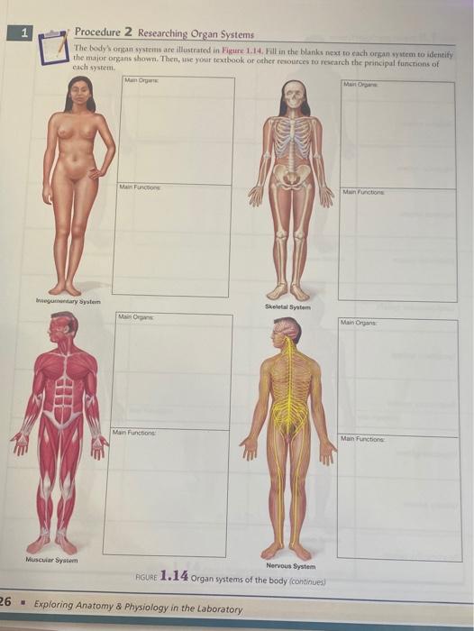 Learn About the Organ Systems in the Human Body