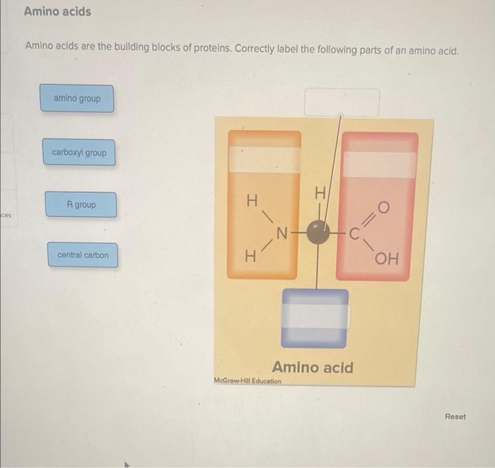 Solved Amino acids Amino acids are the building blocks of