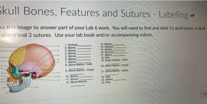 Solved Skull Bones, Features and Sutures - Labeling A+ se | Chegg.com