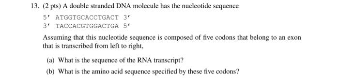 Solved 13. (2 pts) A double stranded DNA molecule has the | Chegg.com