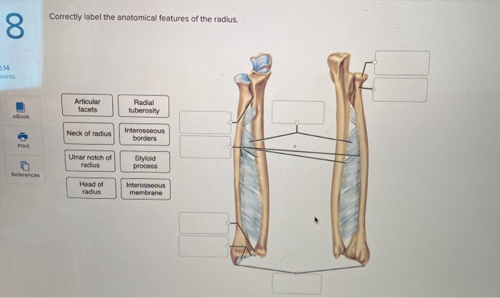 Solved Correctly label the anatomical features of the | Chegg.com