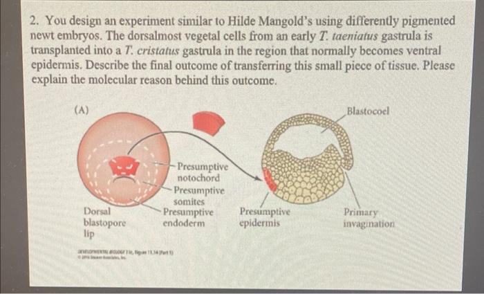 hilde mangold experiment