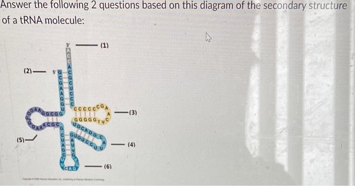 trna structure diagram