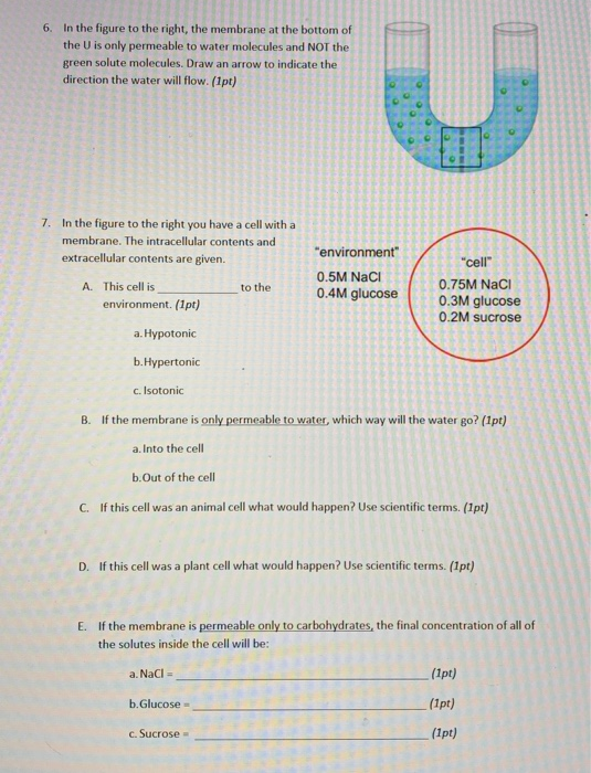 Solved 1. Which membrane is more fluid? (1 pt) A. A membrane | Chegg.com