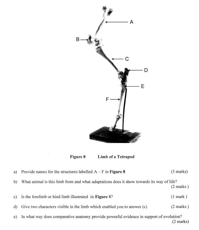 Solved Figure 8 Limb Of A Tetrapod A) Provide Names For The | Chegg.com