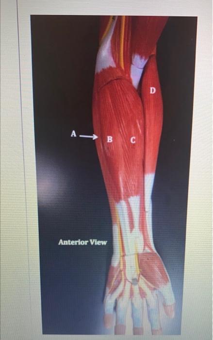 Solved identify the muscles labeledreposting correct answers | Chegg.com