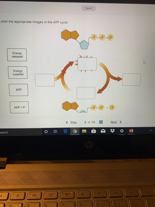 Solved Saved Label the appropriate images in the ATP cycle. | Chegg.com