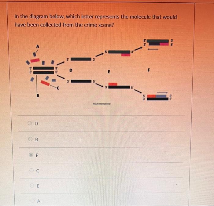 Solved Which of the following is NOT true about DNA | Chegg.com