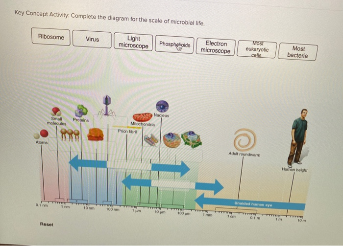 Solved Key Concept Activity Complete the diagram for the