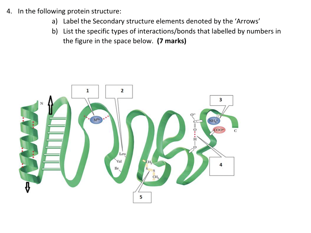 Labeled Structe Solved In the following protein structure:a) Label the | Chegg.com