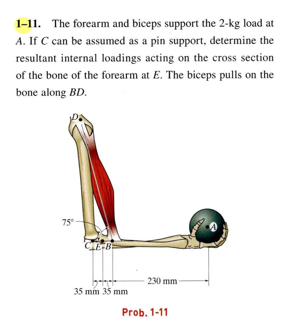 Solved 1-11. The forearm and biceps support the 2-kg load at | Chegg.com