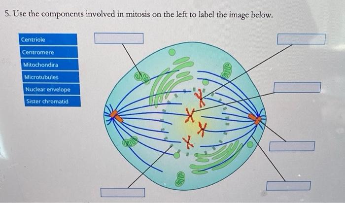 Solved 1. Match the correct terms of the cell cycle to their | Chegg.com