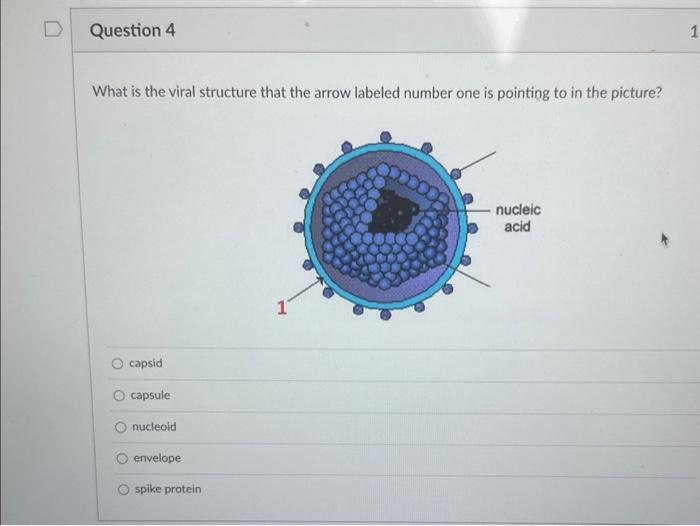Solved What is the viral structure that the arrow labeled | Chegg.com