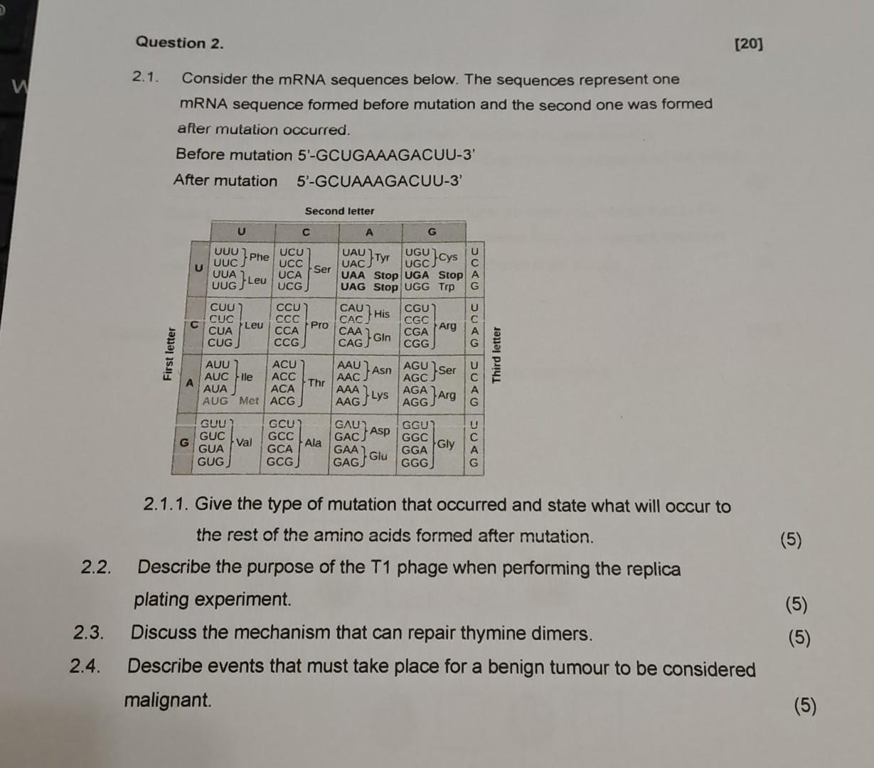 Solved 2.1. Consider the mRNA sequences below. The sequences | Chegg.com