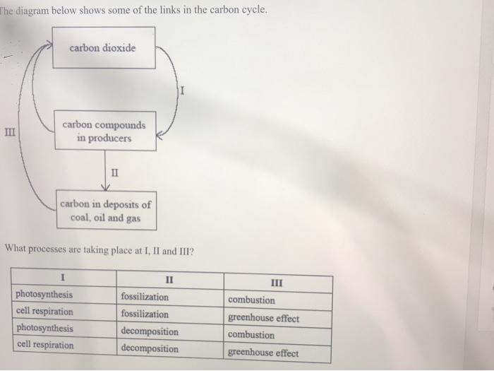 Fossilization Process Diagram