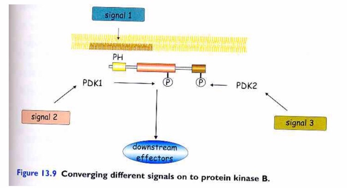Pkb Production Fig.13.9 indicates the PKB activation lies at the | Chegg.com