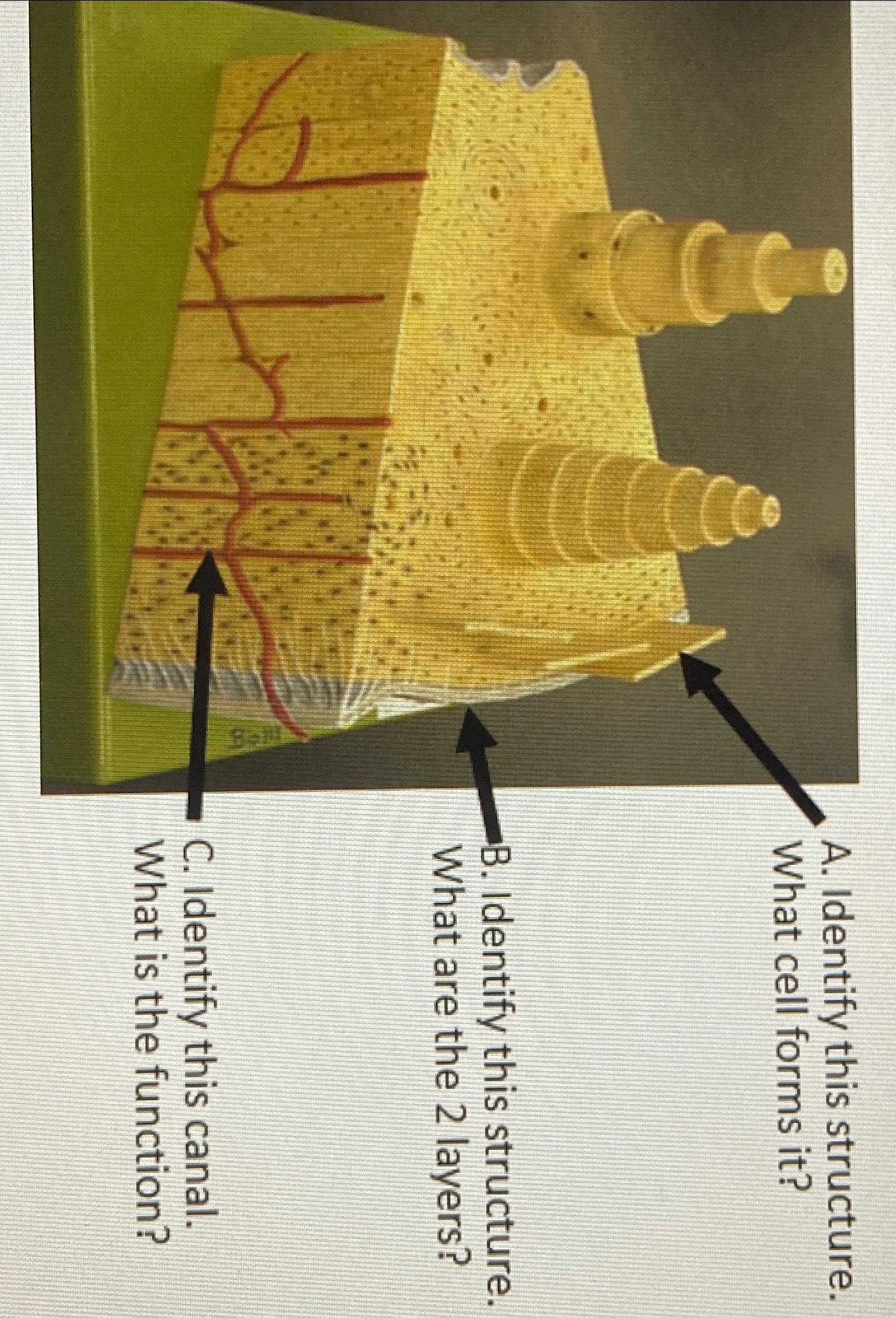 Solved A. ﻿Identify this structure. What cell forms it?B. | Chegg.com