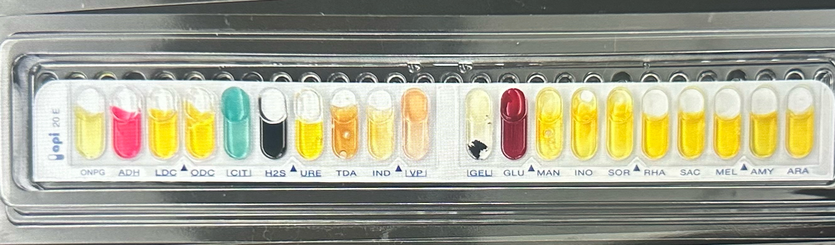 Solved This is a API20E after incubation. Identify between | Chegg.com