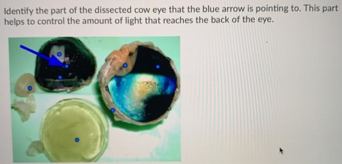 parts of the cow eye