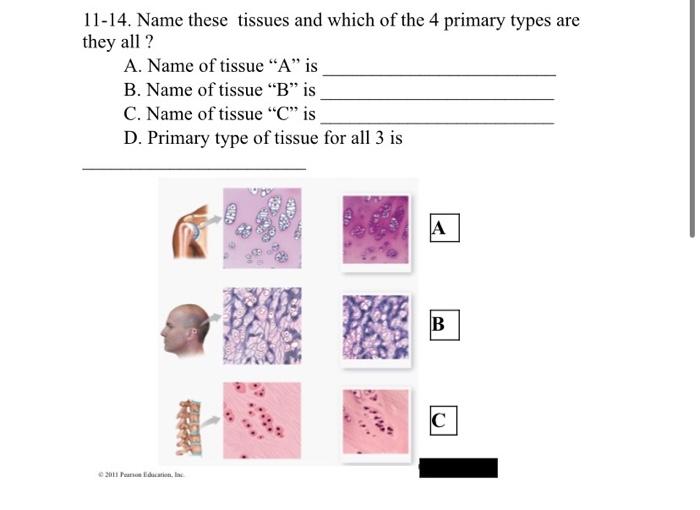 Solved 1-3. Identify The Tissues Labeled: A B. C. B 4-5. | Chegg.com