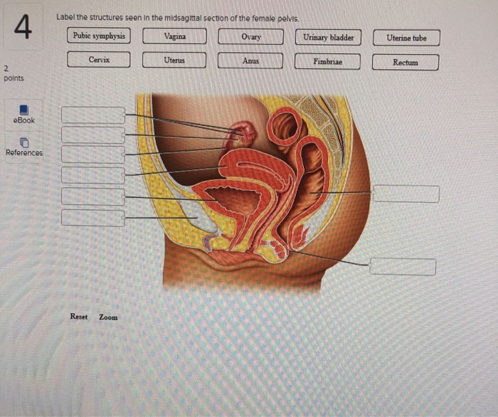 Solved Label the structures of the urinary and male