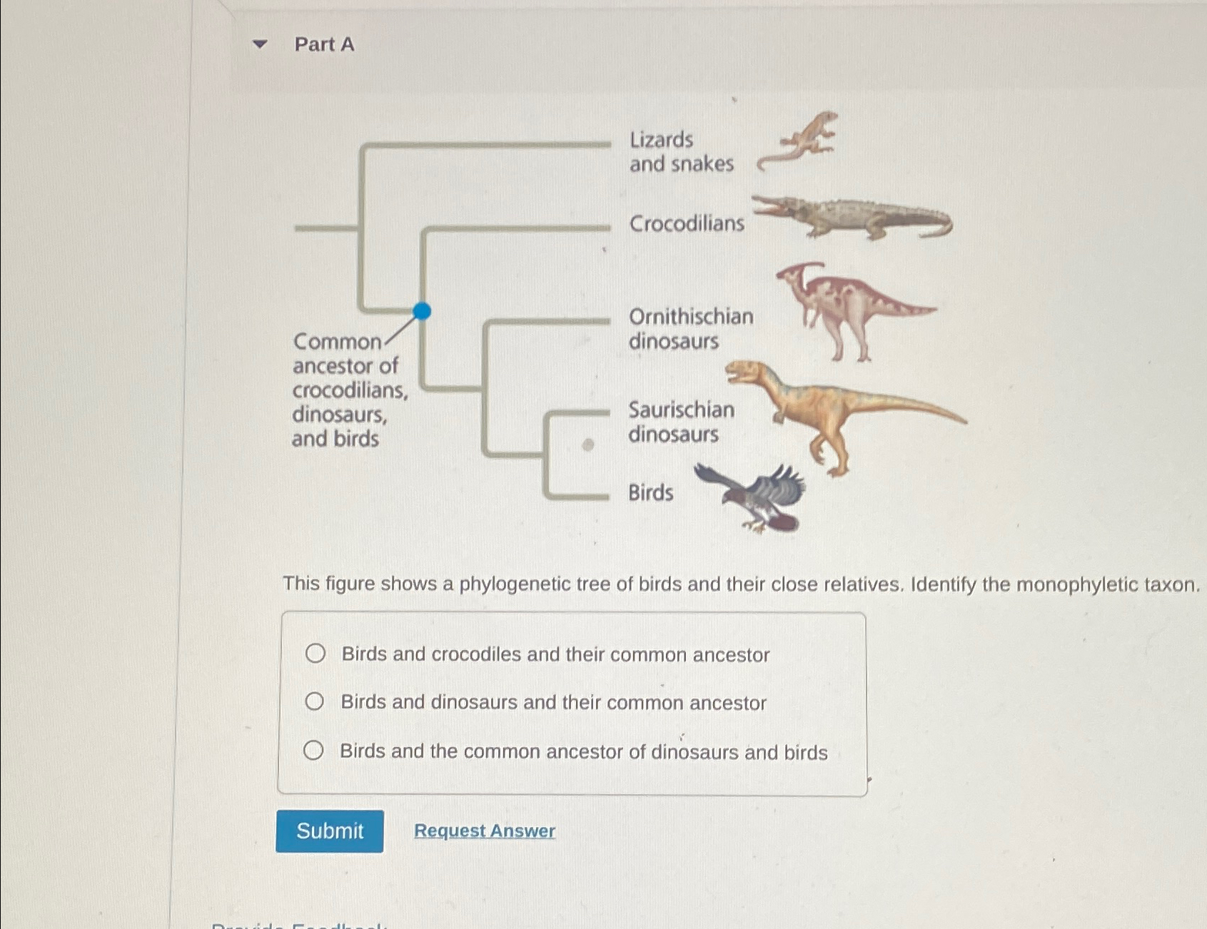 Solved Part AThis figure shows a phylogenetic tree of birds | Chegg.com