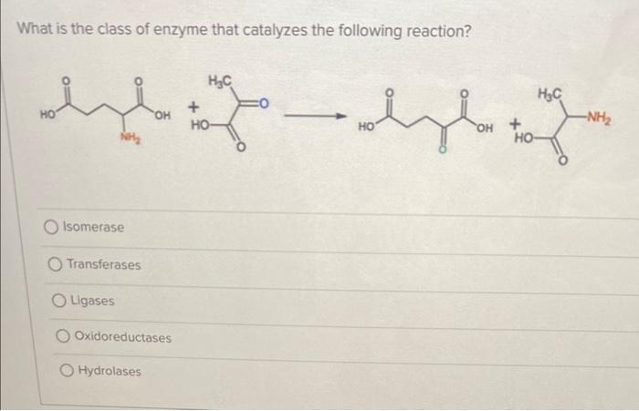 Solved What is the class of enzyme that catalyzes the | Chegg.com