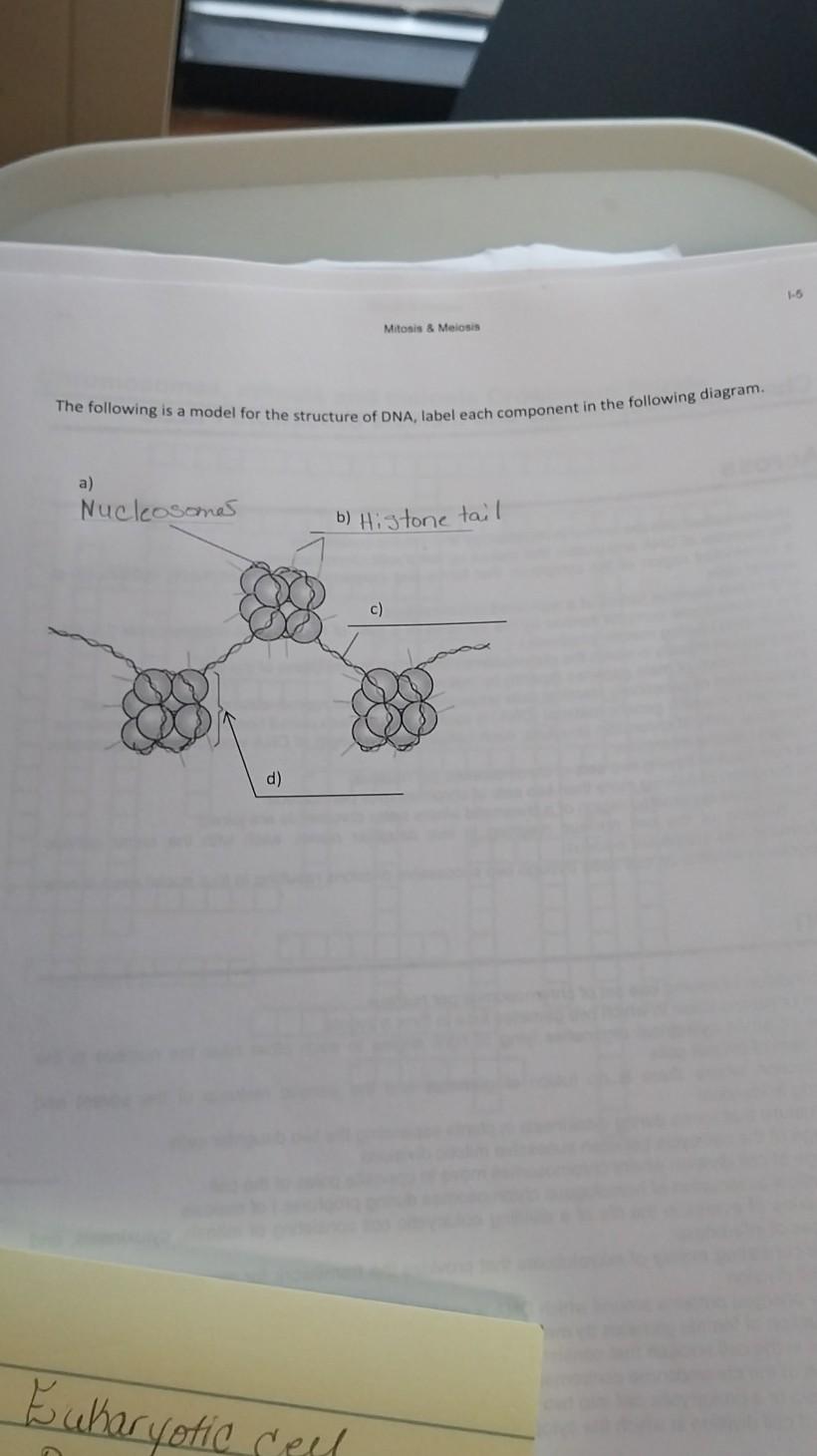 Solved The following is a model for the structure of DNA, | Chegg.com