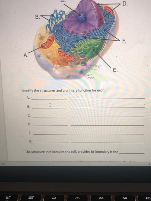 Solved D. B. .71 A. E. Identify the structures and a primary | Chegg.com