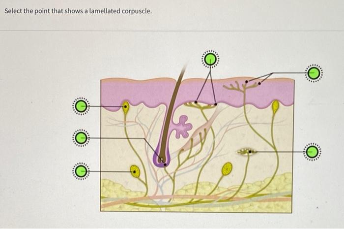 Solved Select the point that shows a lamellated corpuscle. | Chegg.com