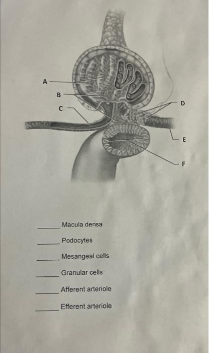 Solved А B D с E Macula densa Podocytes Mesangeal cells | Chegg.com