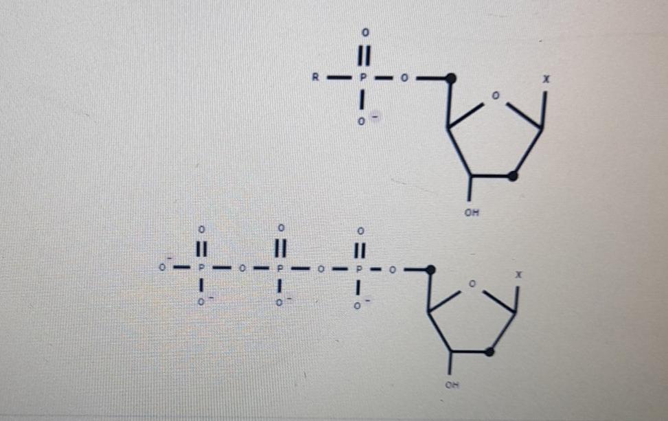 Solved > Nucleotides Add To The 3' End Of A Growing DNA | Chegg.com