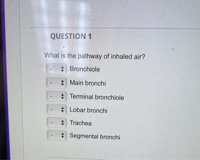 Solved What Is The Pathway Of Inhaled Air? Bronchiole Main 